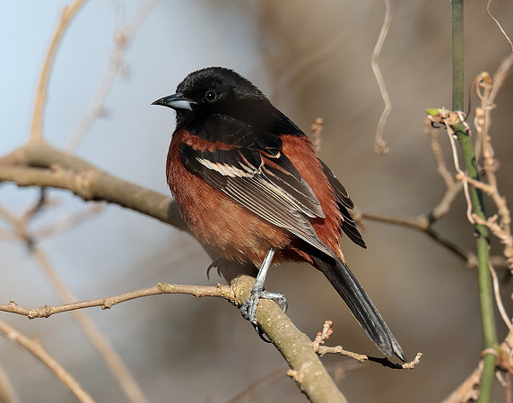 Orchard Oriole Icterus spurius