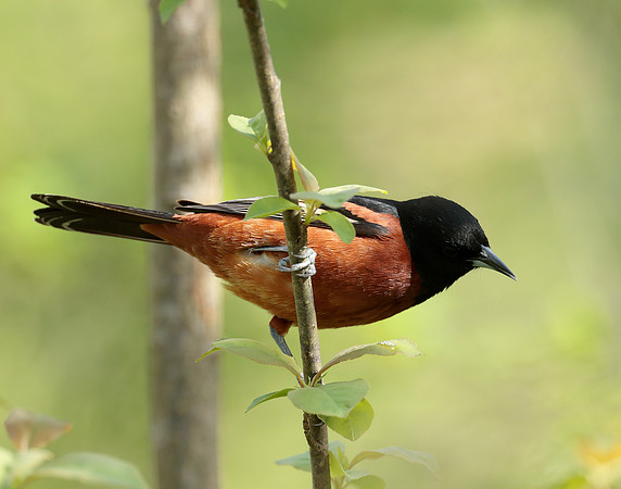 Orchard Oriole Icterus spurius