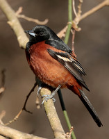 Orchard Oriole Icterus spurius