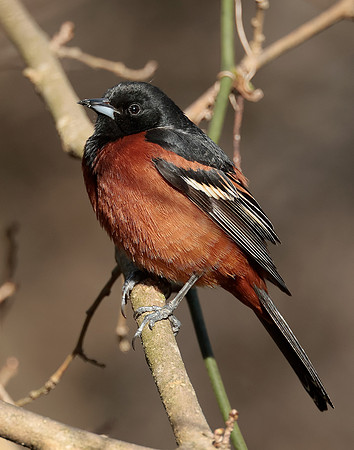 Orchard Oriole Icterus spurius