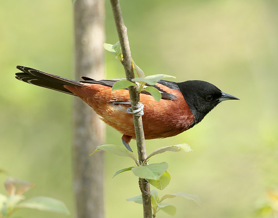Orchard Oriole Icterus spurius