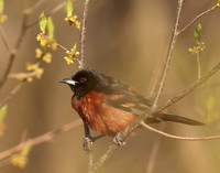 Orchard Oriole Icterus spurius