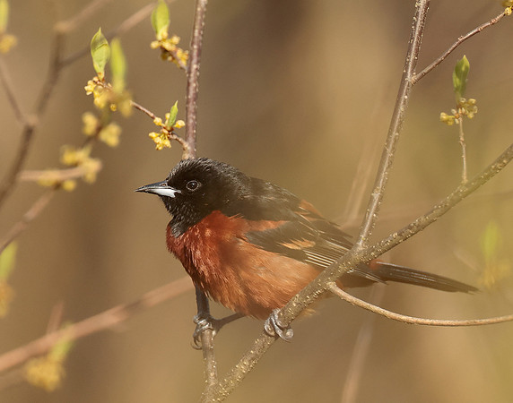 Orchard Oriole Icterus spurius