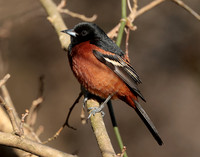 Orchard Oriole Icterus spurius