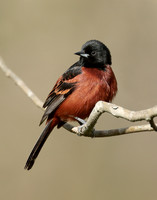 Orchard Oriole Icterus spurius