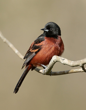 Orchard Oriole Icterus spurius