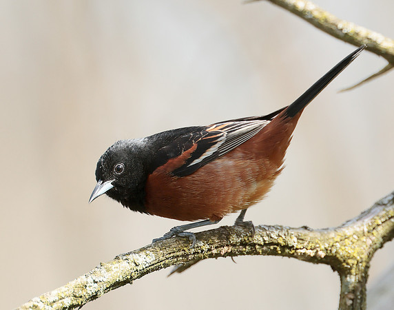 Orchard Oriole Icterus spurius