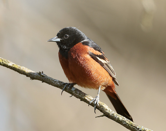 Orchard Oriole Icterus spurius