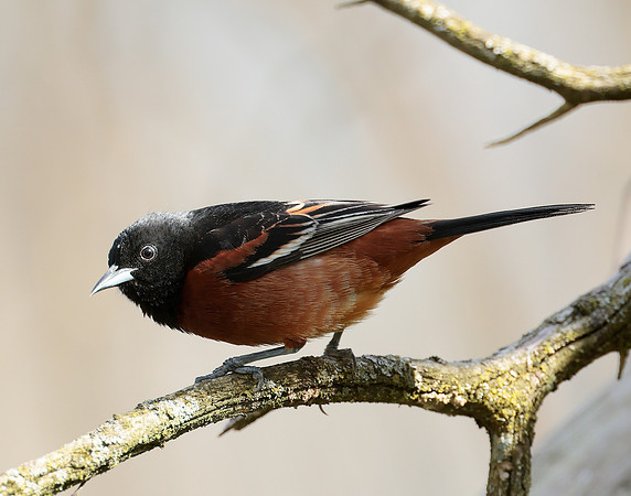 Orchard Oriole Icterus spurius