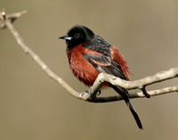 Orchard Oriole Icterus spurius