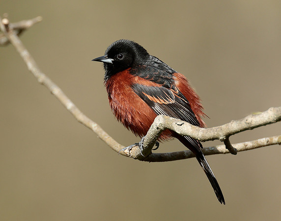 Orchard Oriole Icterus spurius