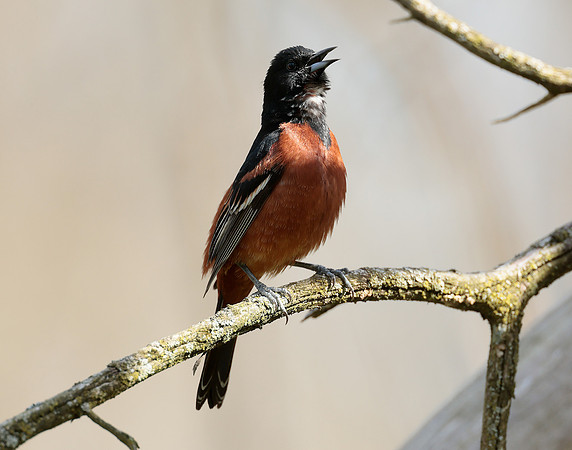 Orchard Oriole Icterus spurius