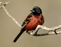 Orchard Oriole Icterus spurius