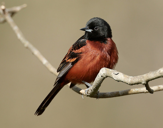 Orchard Oriole Icterus spurius