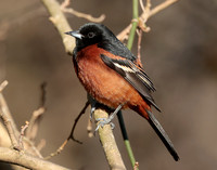 Orchard Oriole Icterus spurius