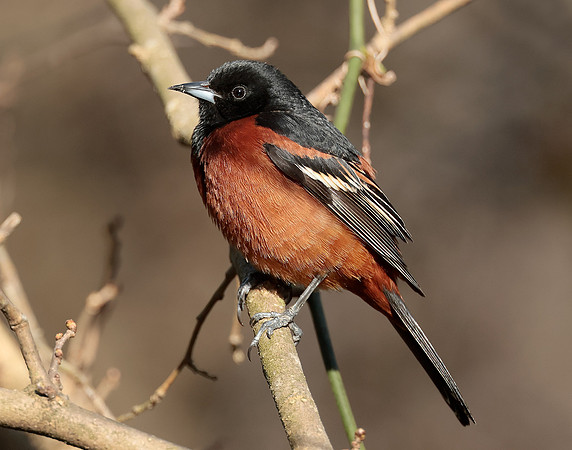 Orchard Oriole Icterus spurius