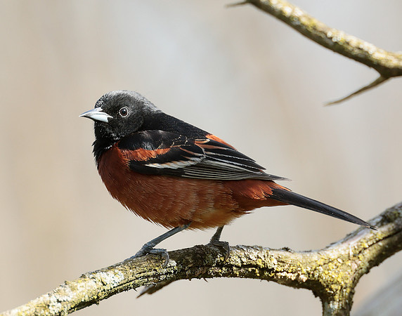 Orchard Oriole Icterus spurius