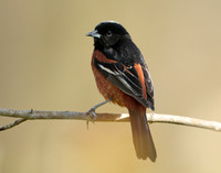 Orchard Oriole Icterus spurius