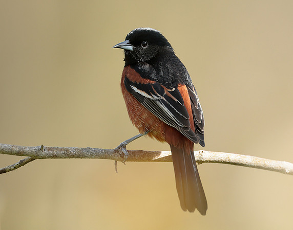 Orchard Oriole Icterus spurius