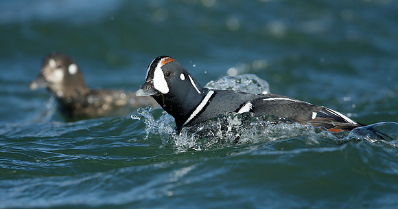 Harlequin Histrionicus histrionicus