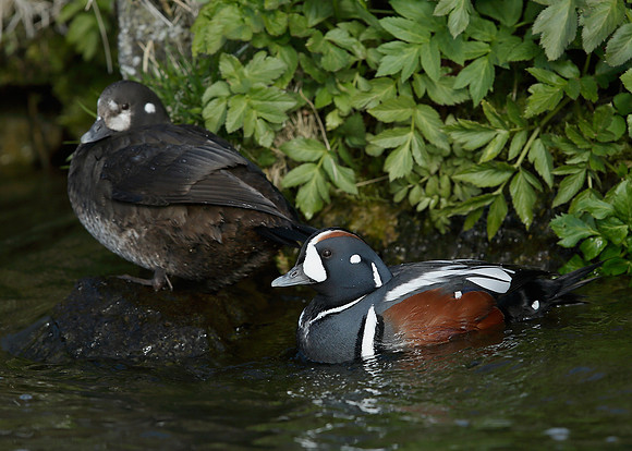 Harlequin Histrionicus histrionicus