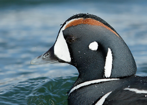 Harlequin Histrionicus histrionicus