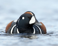 Harlequin Histrionicus histrionicus