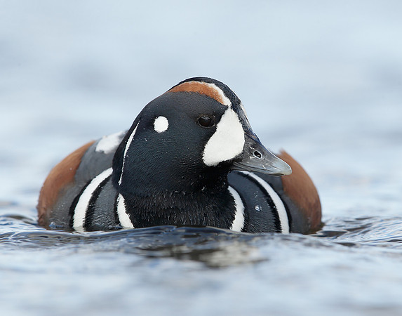 Harlequin Histrionicus histrionicus