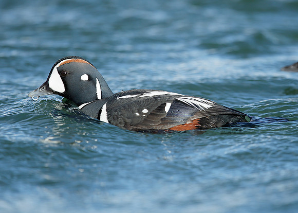 Harlequin Histrionicus histrionicus