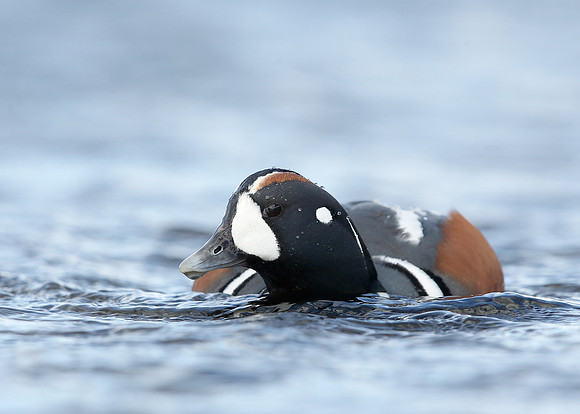 Harlequin Histrionicus histrionicus