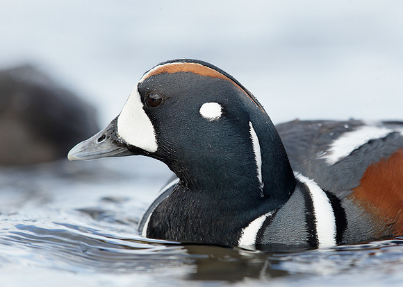 Harlequin Histrionicus histrionicus