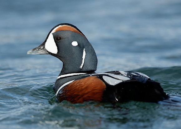 Harlequin Histrionicus histrionicus