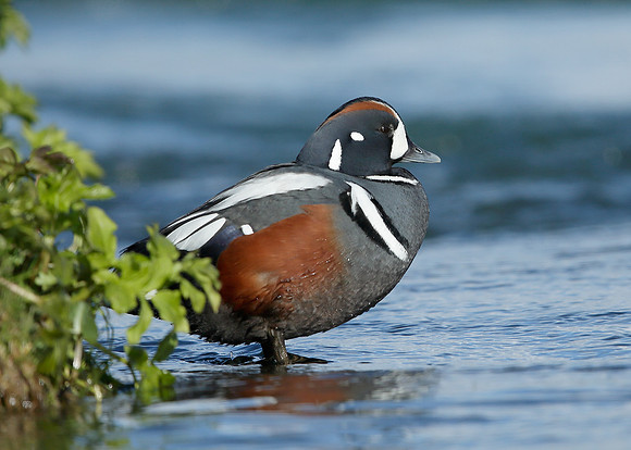Harlequin Histrionicus histrionicus