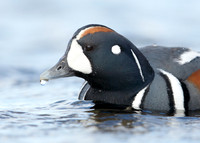 Harlequin Histrionicus histrionicus