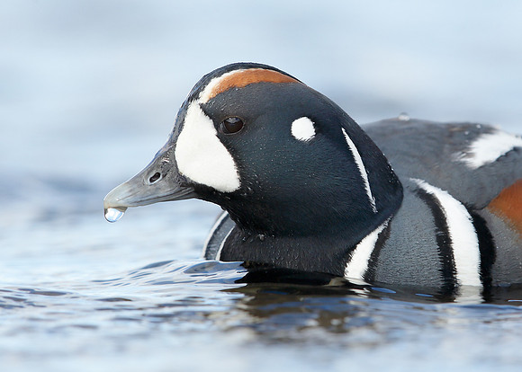 Harlequin Histrionicus histrionicus