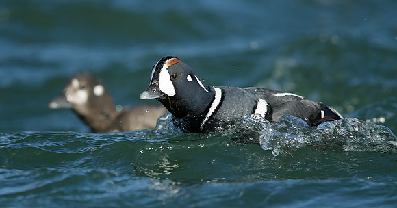 Harlequin Histrionicus histrionicus