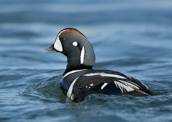 Harlequin Histrionicus histrionicus