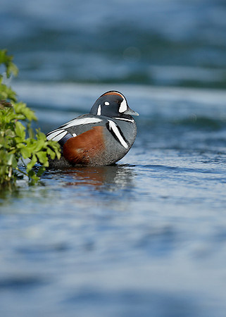 Harlequin Histrionicus histrionicus