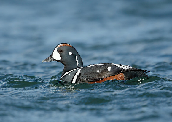 Harlequin Histrionicus histrionicus