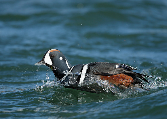 Harlequin Histrionicus histrionicus
