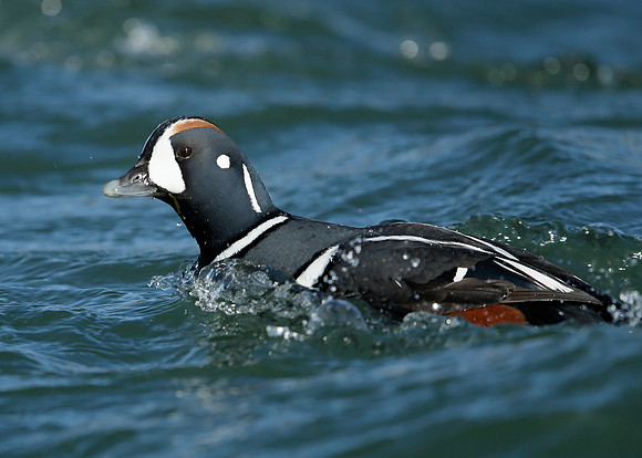 Harlequin Histrionicus histrionicus