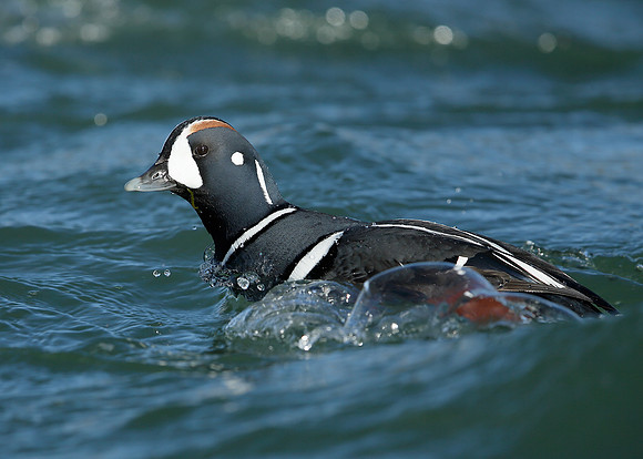 Harlequin Histrionicus histrionicus