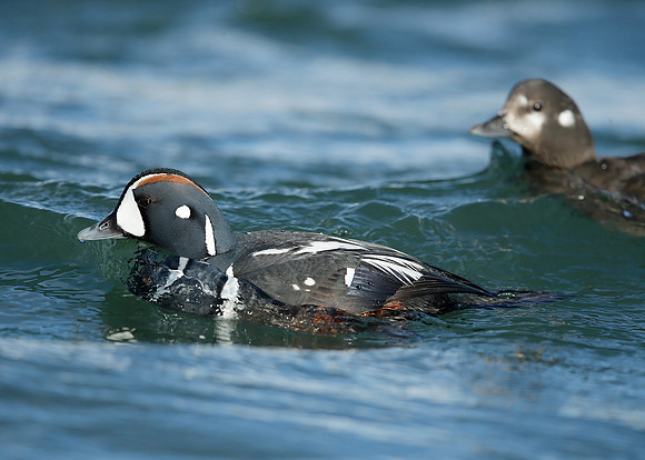 Harlequin Histrionicus histrionicus