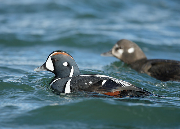 Harlequin Histrionicus histrionicus