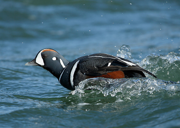 Harlequin Histrionicus histrionicus