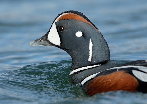 Harlequin Histrionicus histrionicus