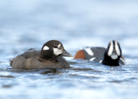 Harlequin Histrionicus histrionicus