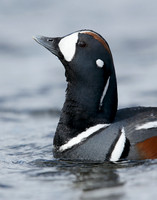 Harlequin Histrionicus histrionicus
