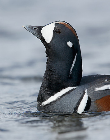 Harlequin Histrionicus histrionicus