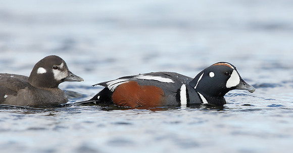Harlequin Histrionicus histrionicus